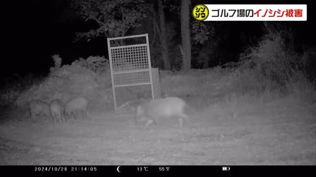 玉野市のゴルフ場の芝生を掘った“犯人”は山林に住み着いたイノシシ…その駆除対策の実態は？【シンソウ】