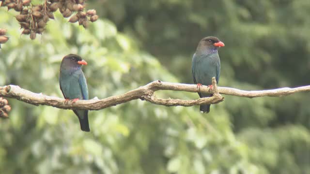 森の宝石とも呼ばれる渡り鳥「ブッポウソウ」この時期限定の貴重な姿…吉備中央町で子育て中【岡山】