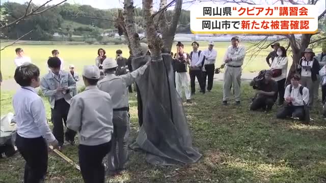 特定外来生物「クビアカツヤカミキリ」岡山後楽園で新たにサクラ１本が被害　封じ込め講習会開催【岡山】