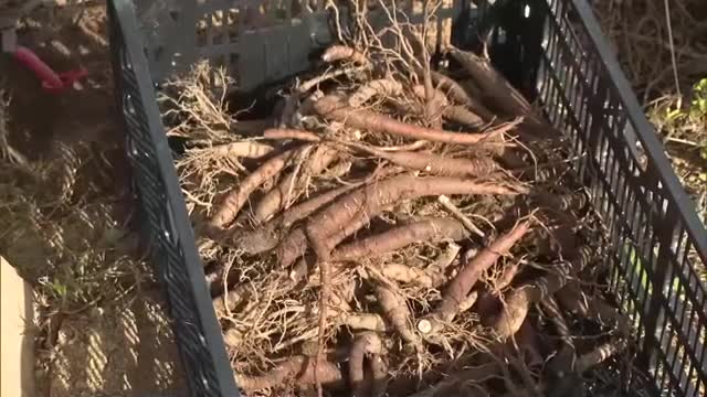 耕作放棄地対策として栽培　漢方薬や化粧品の原料として使われる薬用シャクヤクの収穫【岡山】