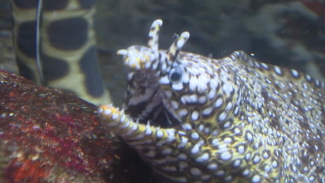 「虎鰻」「鬼虎魚」何と読む？干支・トラが入った名前の魚や植物が大集合！【岡山】