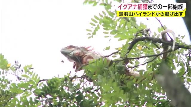 逃走イグアナ“捕獲大作戦”　その一部始終とは…遊園地から逃げ出す【岡山・倉敷市】
