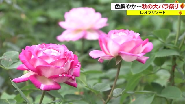 世界のバラが大集合！「秋の大バラまつり」　クイーン・エリザベスも…【香川・丸亀市】