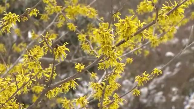 約１００年前に新見市で発見…準絶滅危惧種「アテツマンサク」咲き始める　見頃は３月初旬【岡山】　