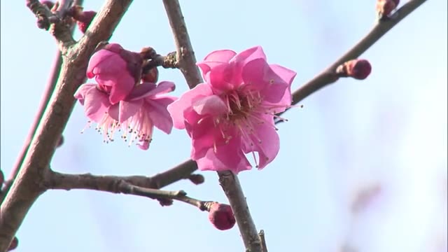 春を感じてきた…ウメの花約２０００本まもなく見頃　梅の里公園【岡山・津山市】