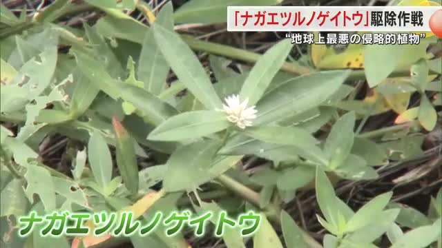 驚異的な繁殖力で全国で猛威…矢掛町で地球上最悪の侵略的植物・ナガエツルノゲイトウの駆除作業【岡山】