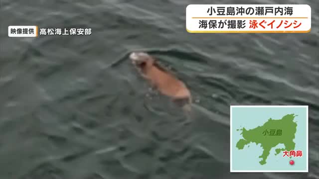【映像あり】香川・小豆島沖の瀬戸内海を泳ぐ１頭のイノシシ　高松海上保安部の巡視船が発見【香川】