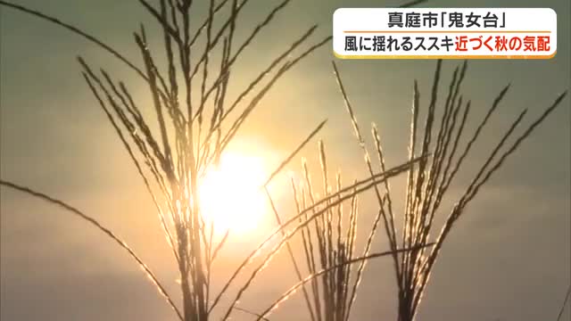 岡山県北に近づく“秋の気配”　真庭市の鬼女台で人の背丈をこえるほど伸びて風に揺れるススキの穂【岡山】