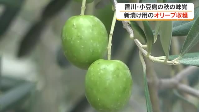 大きく育ちました　小豆島オリーブ公園でオリーブの収穫始まる【香川】