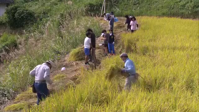 日本の棚田百選　小山棚田で小学生が稲刈り体験【岡山・美咲町】