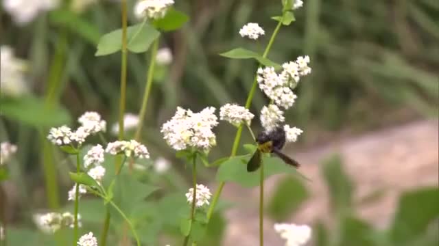 棚田に広がる秋景色　岡山県美咲町でソバの花見頃【岡山】