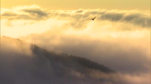 岡山県北の津山盆地に今季初の「雲海」１８０度見渡せる幻想的な光景は前年より約１ヵ月早く現れる【岡山】