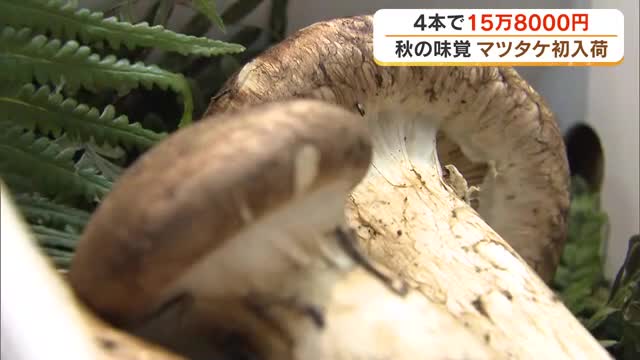 ４本で１５万８０００円の“秋の味覚”が店内に香る　岡山市のデパートに「マツタケ」が初入荷【岡山】