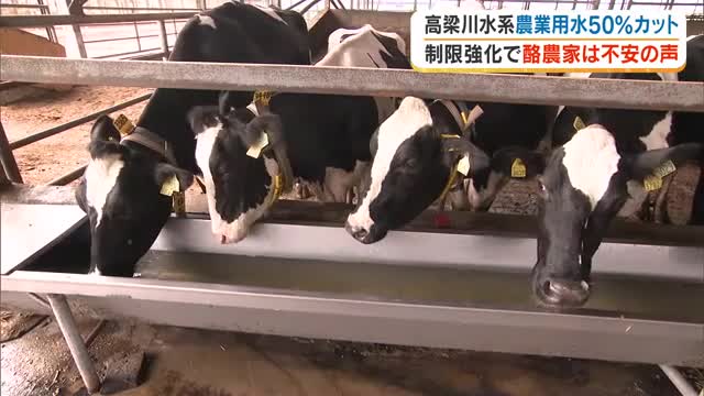 高梁川水系第３次取水制限入りで酪農家は不安　ウシの生命にも影響…【岡山・笠岡市】