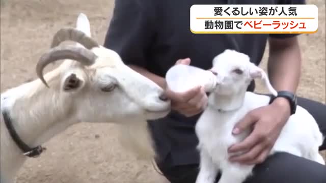 元気いっぱい！東かがわ市の動物園でミーアキャットとヤギの赤ちゃんと期間限定でふれあいイベント【香川】