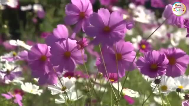 「空と花の色がいい感じ…」真庭市の北房コスモス広場で畑一面に広がる色とりどりの花が見頃【岡山】