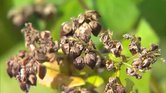 秋の味覚「新そば」の季節が到来！県内最大の産地・蒜山地域でソバの実の収穫始まる【岡山・真庭市】