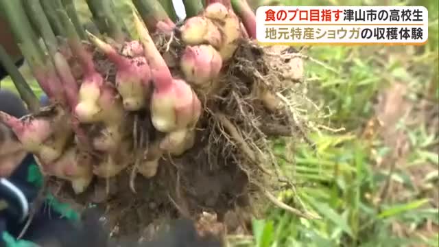 栽培して育てて…食のプロを目指す高校生が地元・津山産ショウガを収穫し「味と香り最高」【岡山】