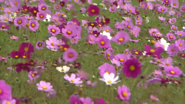観光客も「圧巻」真庭市・蒜山高原の秋を彩る約８万本のコスモス　秋の深まりを感じさせる朝の風景【岡山】
