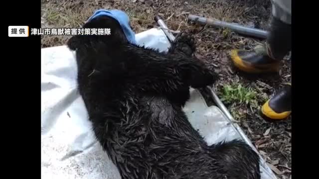 津山市で体長１３８センチのオスのツキノワグマ捕獲　イノシシ用のわなにかかる【岡山】