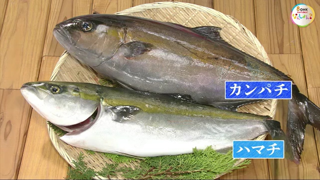 旬紀行　カンパチ03