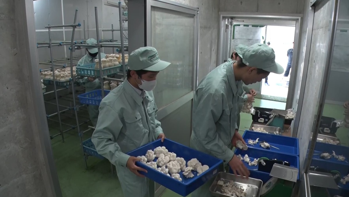 伝統のホワイトヒラタケ栽培 【高梁城南高校 環境科学科】　